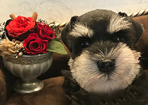 ミニチュアシュナウザー